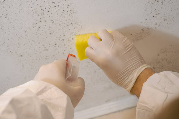 Mold Documentation for Insurance Claims in Oak Grove, AL